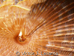close up to a feather duster worm in break down reef at p... by Victor J. Lasanta 